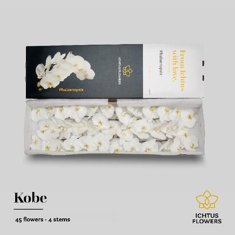 Фалинопсис Коуб x45, шт. Фалинопсис Коуб x45, шт.