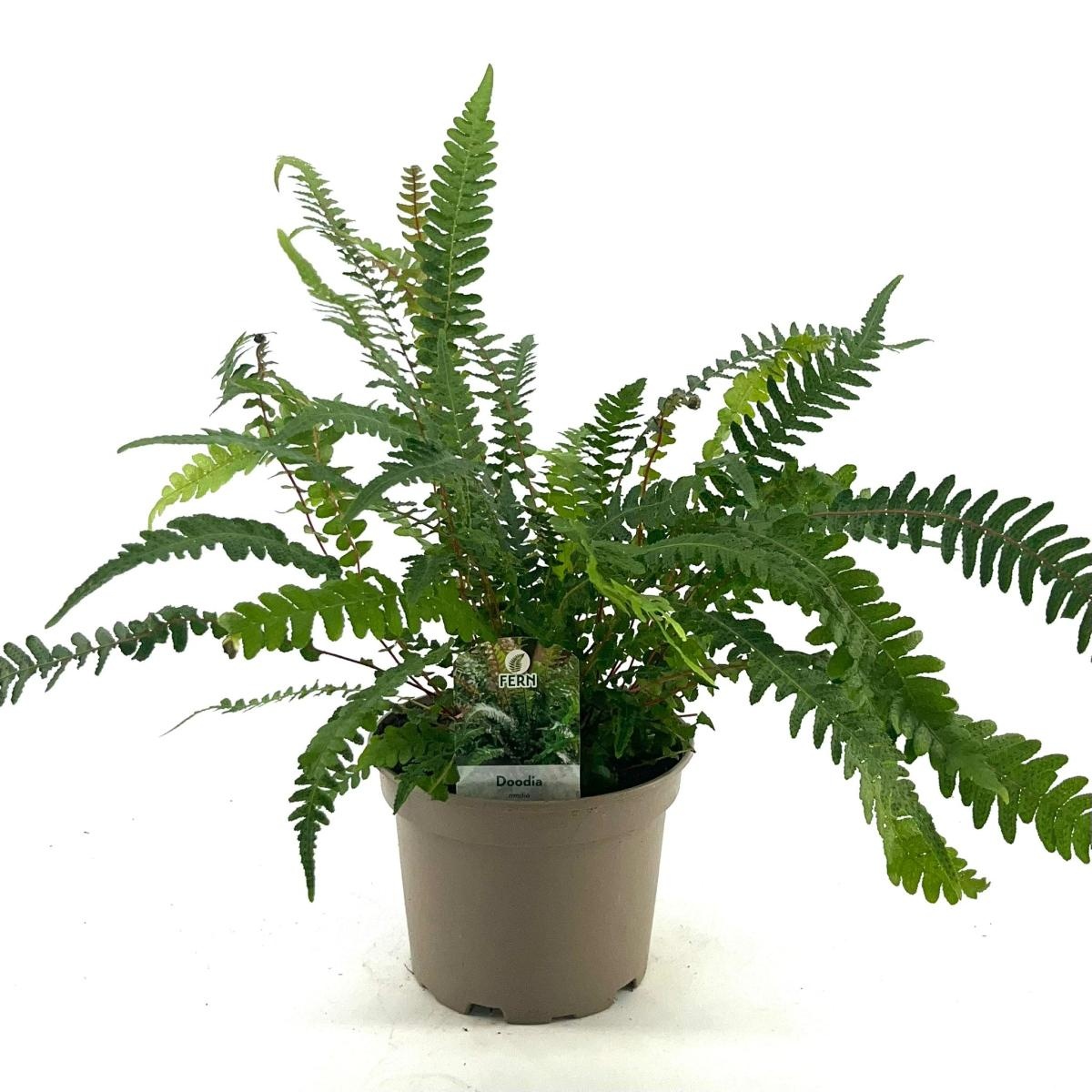 Doodia media, D 17 cm