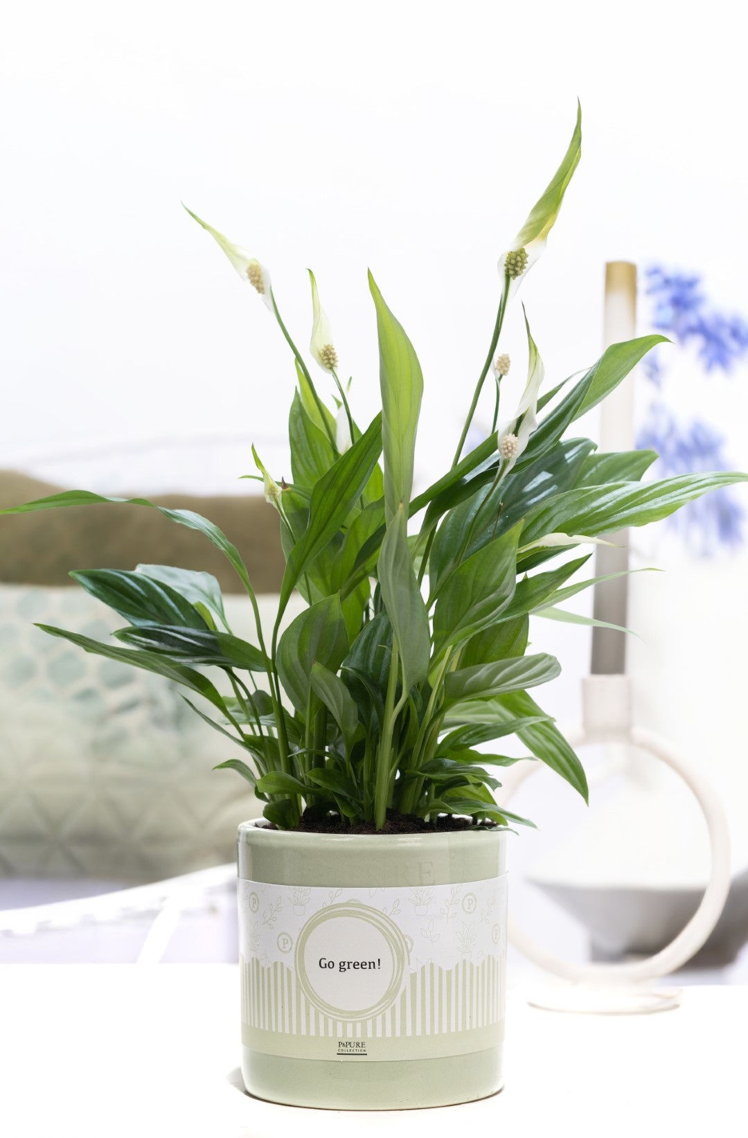Spathiphyllum Korto in P&P cadeau concept: GO GREEN!, D 12