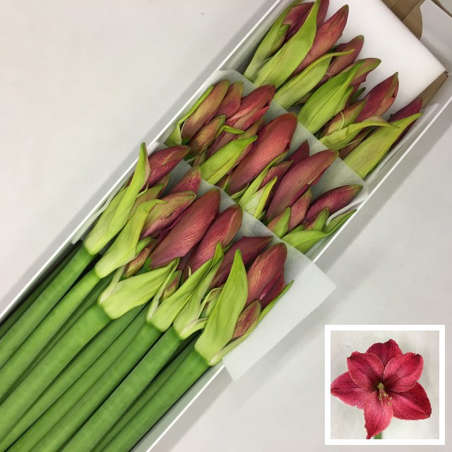 Амарилис Кассис (ярко-роз.) x18, шт.