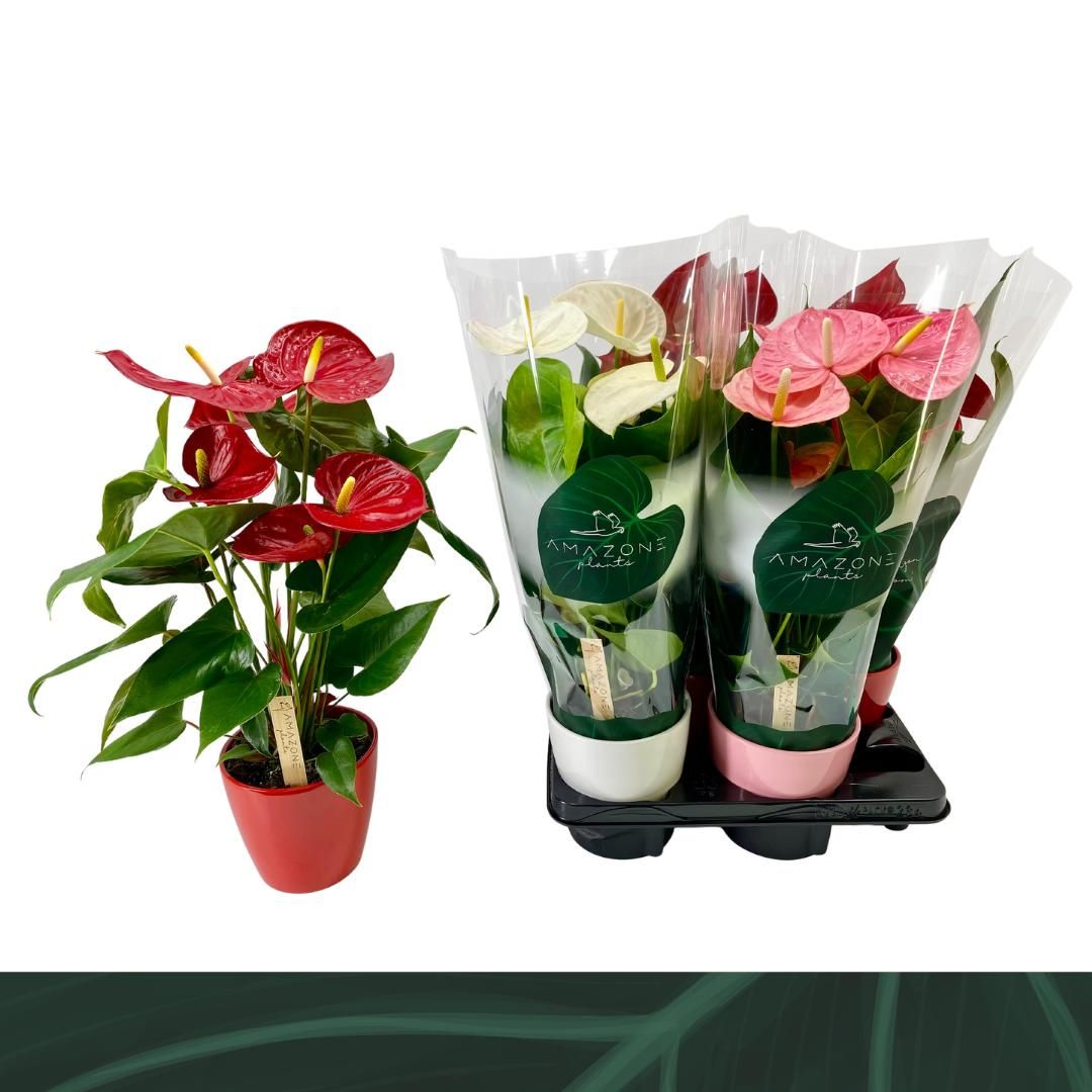 Anthurium mix keramiek 14cm, D 14