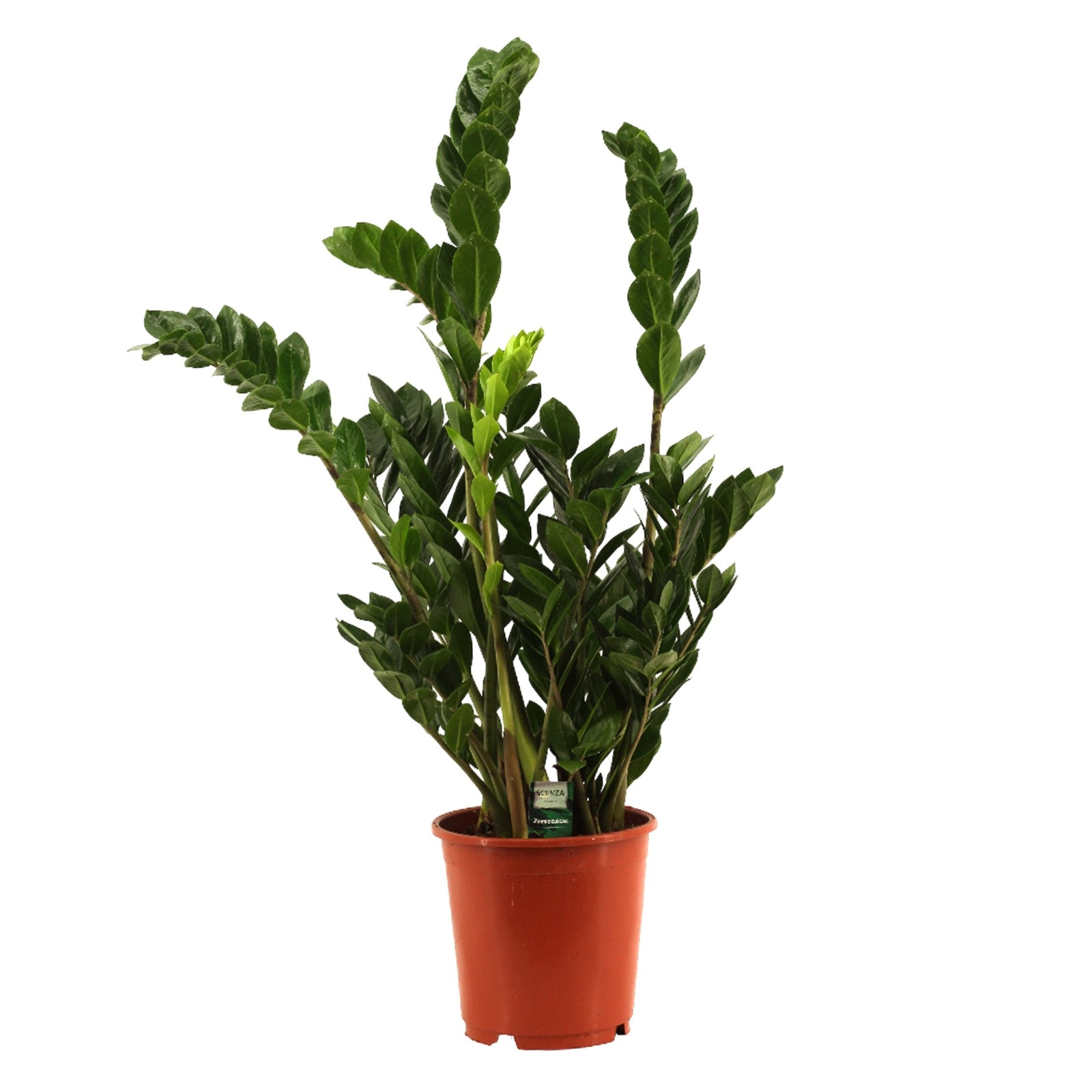 Zamioculcas 21 cm, D 21