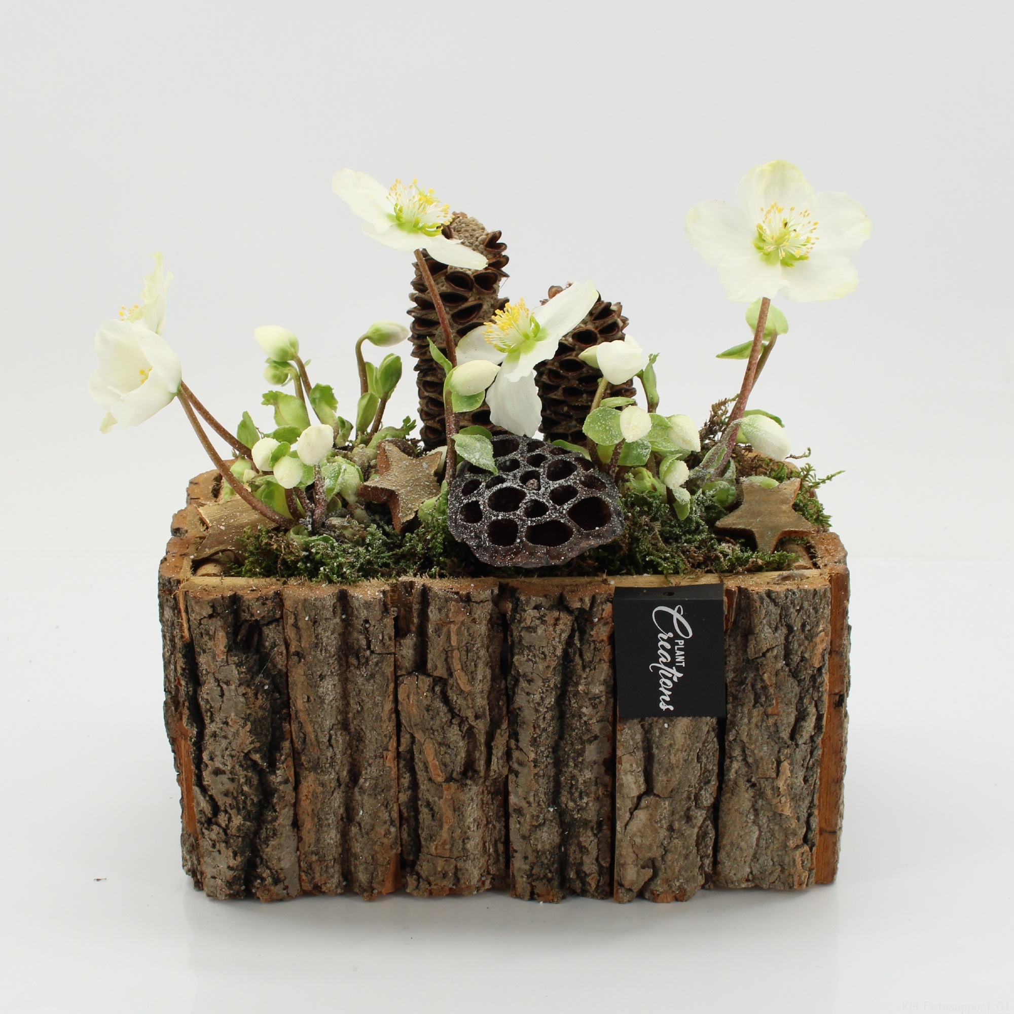 NHCR-2521 Verboom Helleborus, D 26 cm