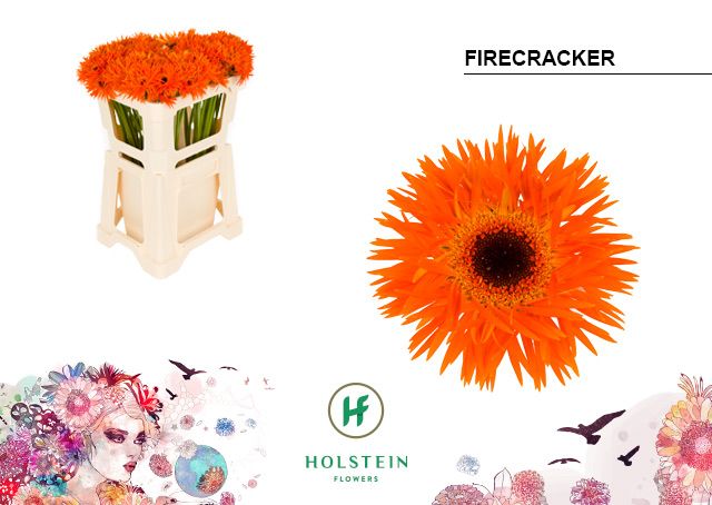 Гермини Спайдер Фаекракер, шт.