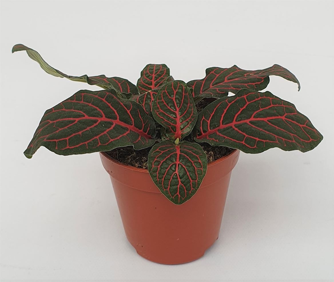 Fittonia versch. 'mini Red', D 5,5