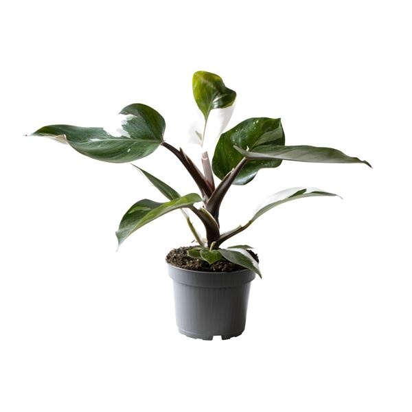 Philodendron White Knight 12 cm, D 12 cm