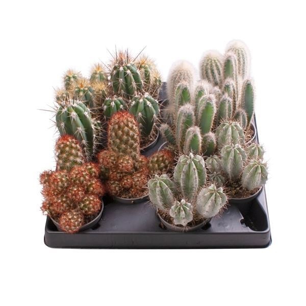 Cactus Mix 6 cm, D 6 cm