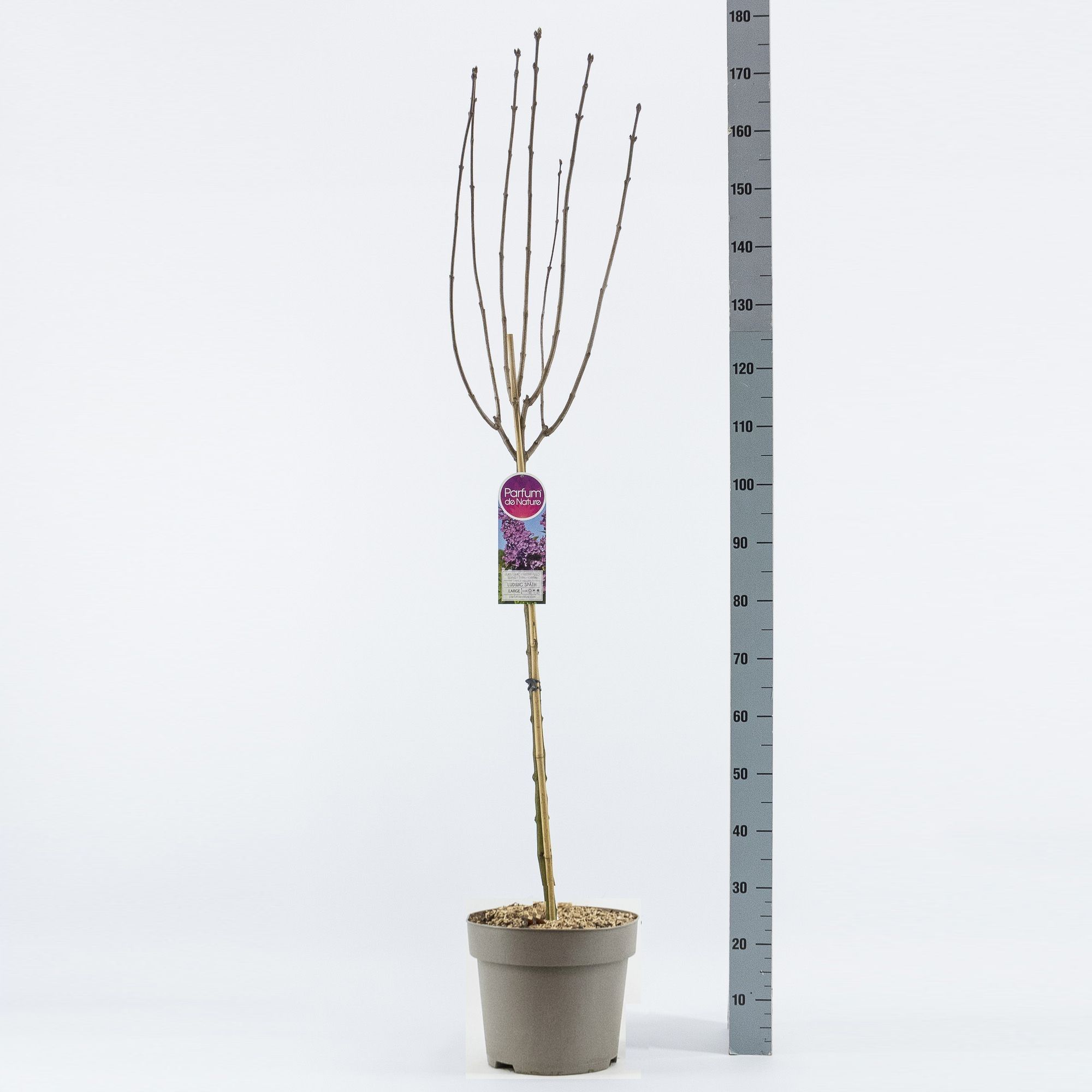 Syringa vul. And an Ludwig Späth stam 90, 2-jarig, C12, D 30