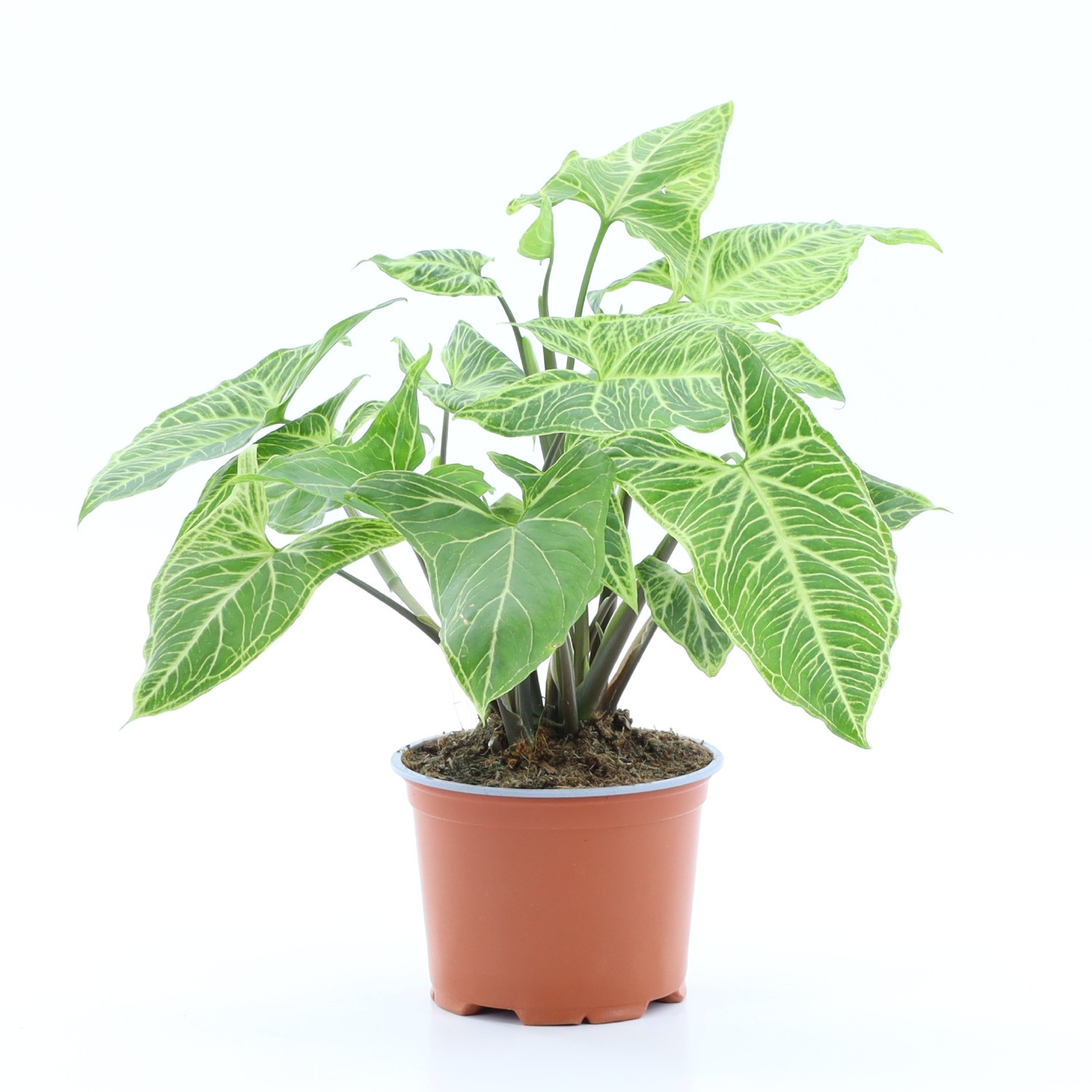 Syngonium 'Batik', D 12 cm