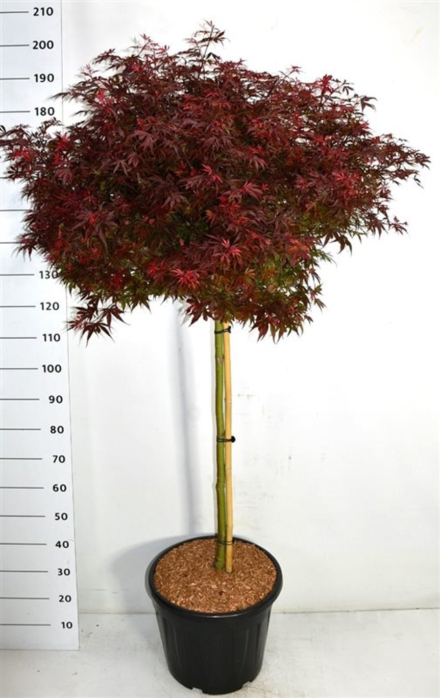 Acer pal. 'Shaina', D 40