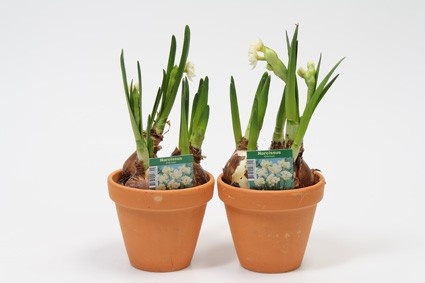 NARCISSUS TAZETTA 'ERLICHEER', D 12