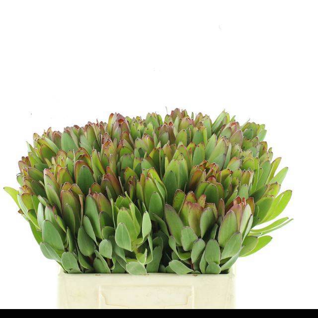 Леукадендрон Сафари Голдстрайк 40, шт.