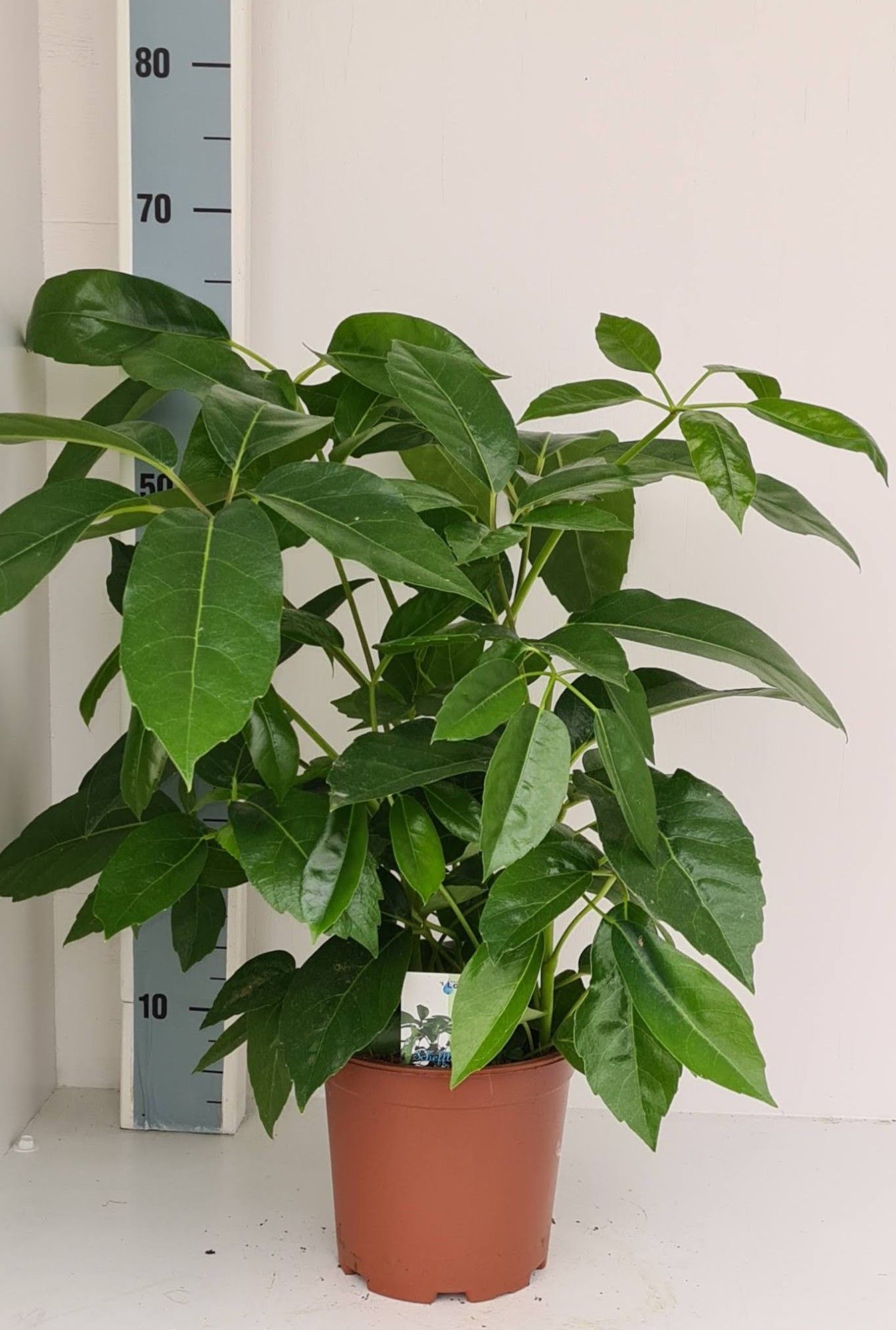 Schefflera Amate, D 19