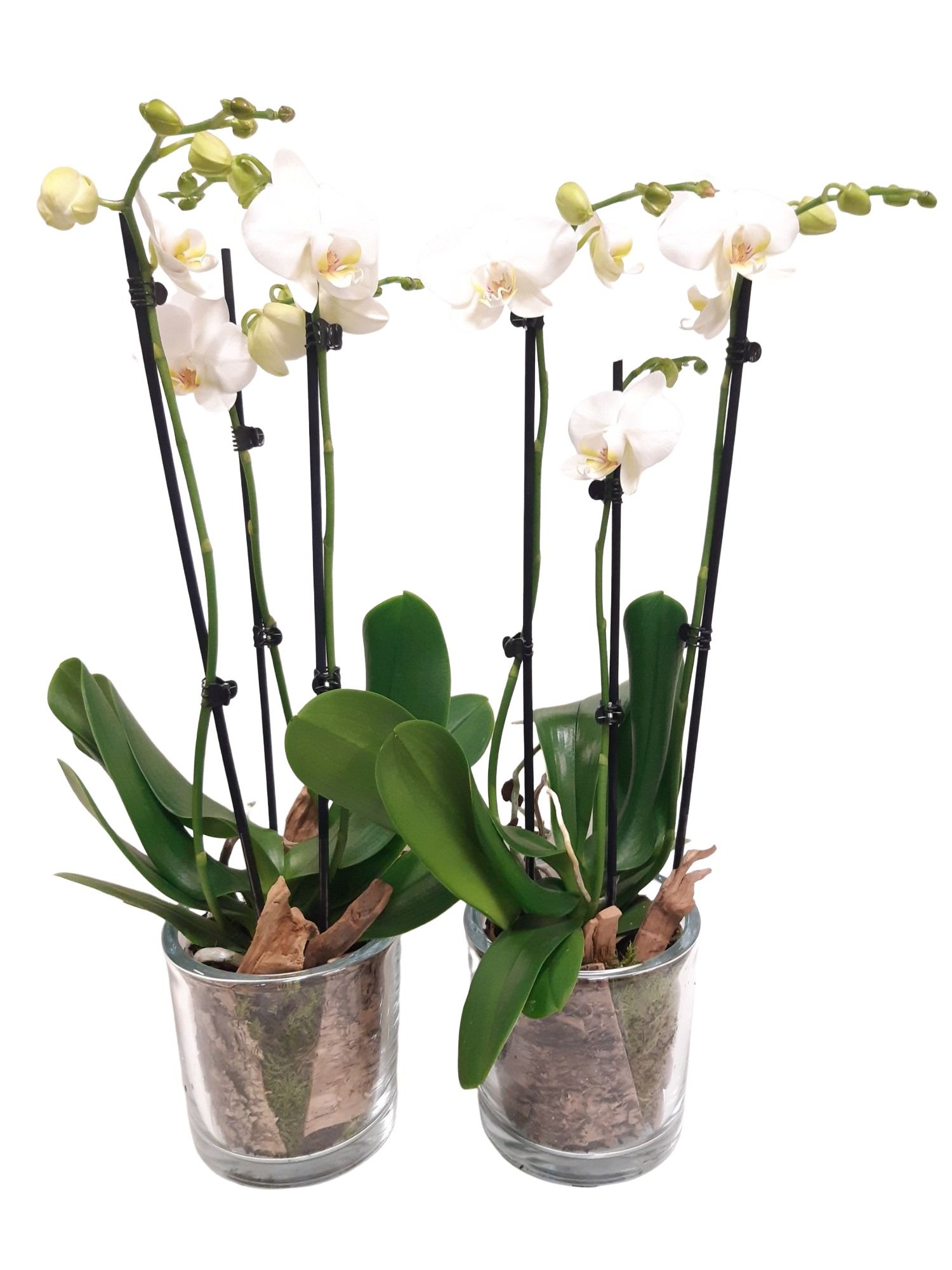 GCI14PHA Cil.glas D14 Phal 2t wit, D 14 cm