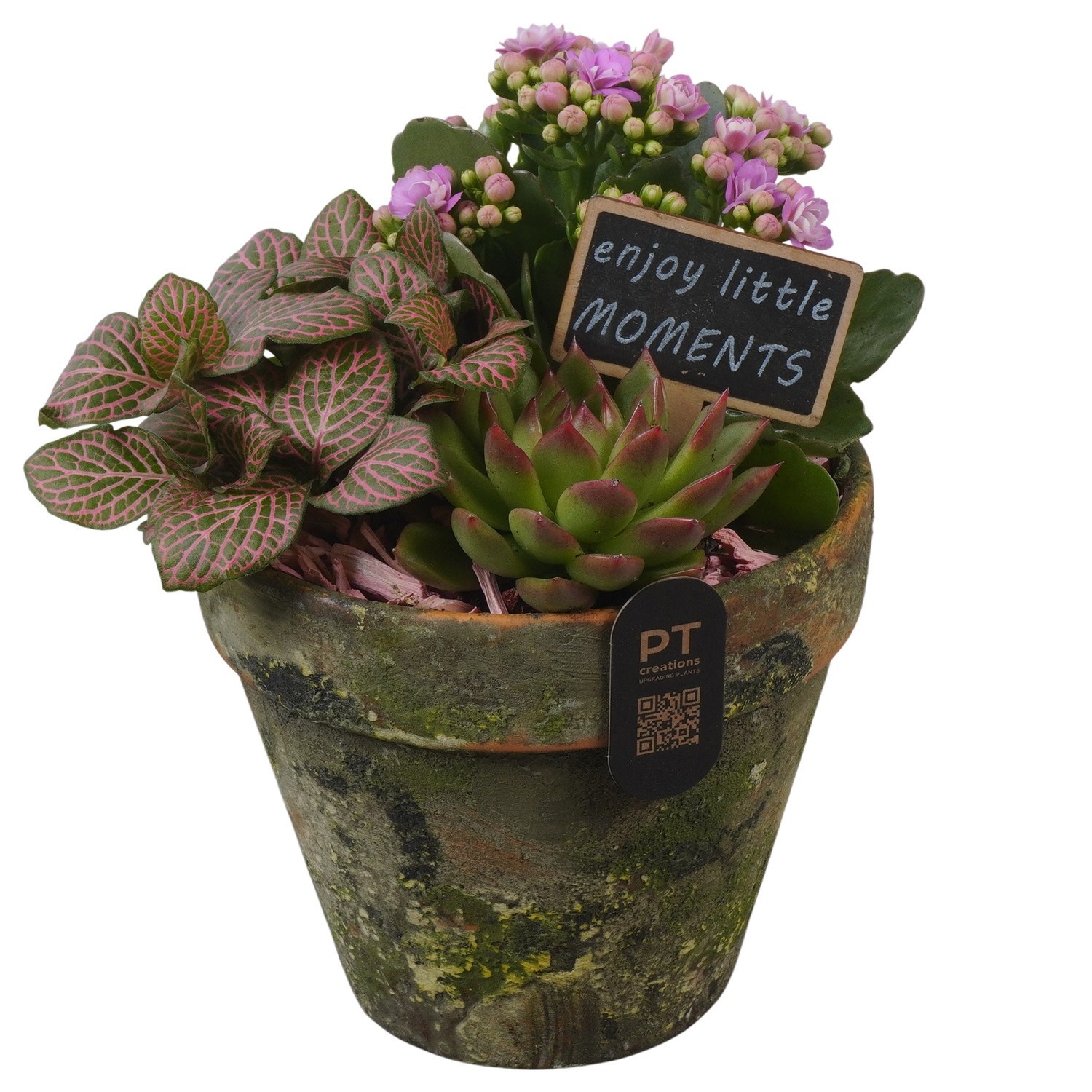 PTIB5206 Arrangement Indoor in terracotta pot, D 14