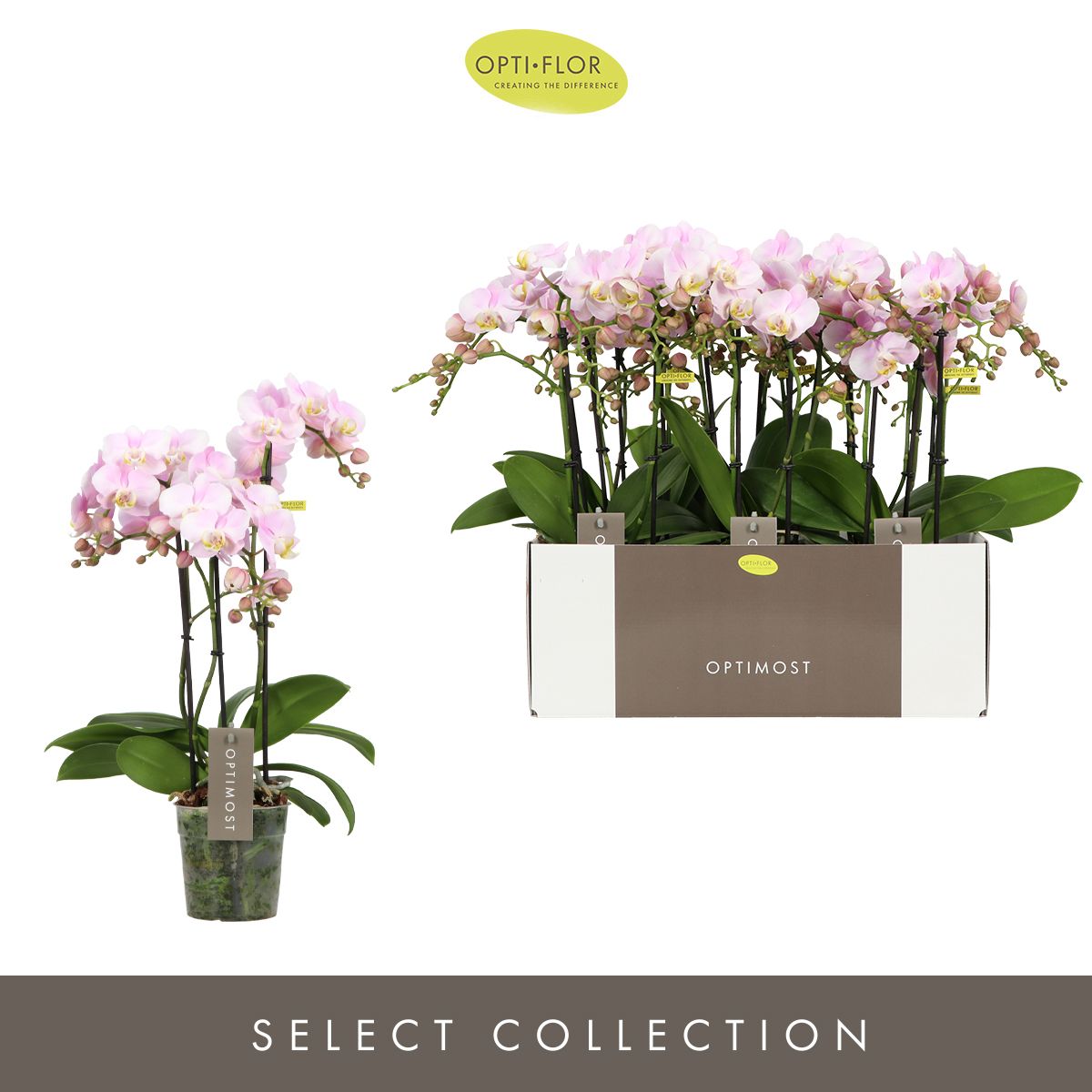 Optimost Angel Eyes 3 spike, D 12 cm