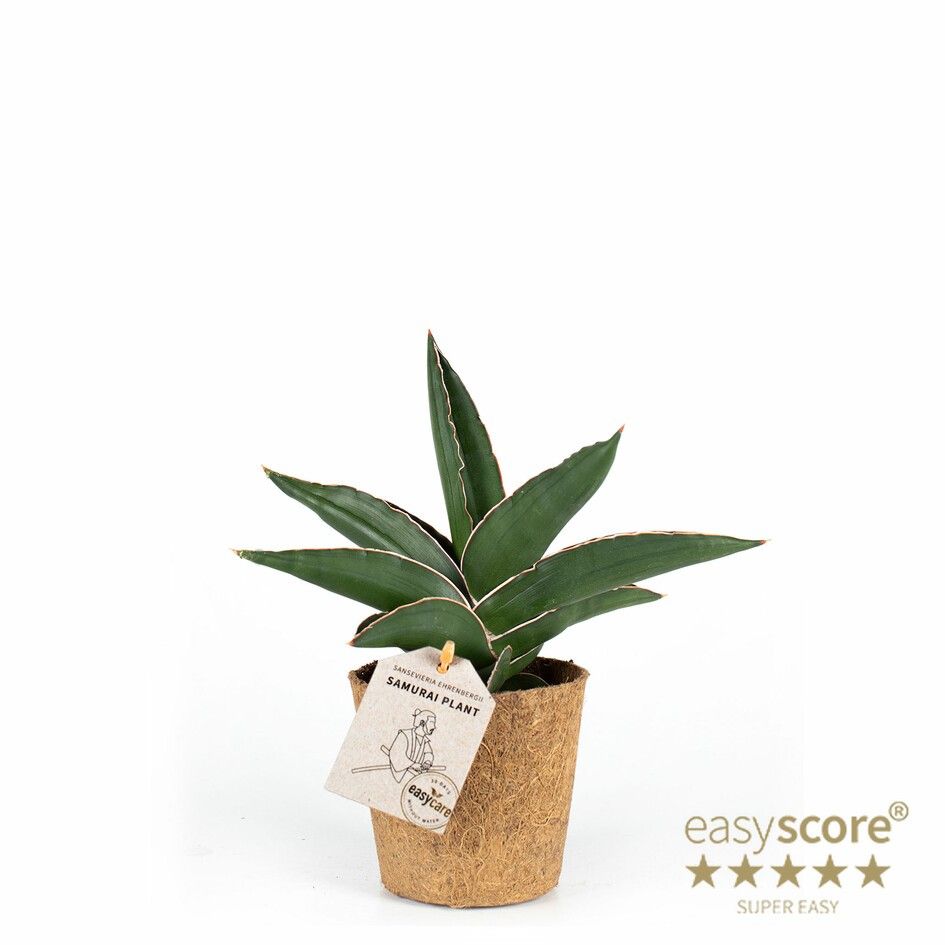 Sansevieria ´Samurai´- Cocoz, D 11 cm Sansevieria ´Samurai´- Cocoz, D 11 cm