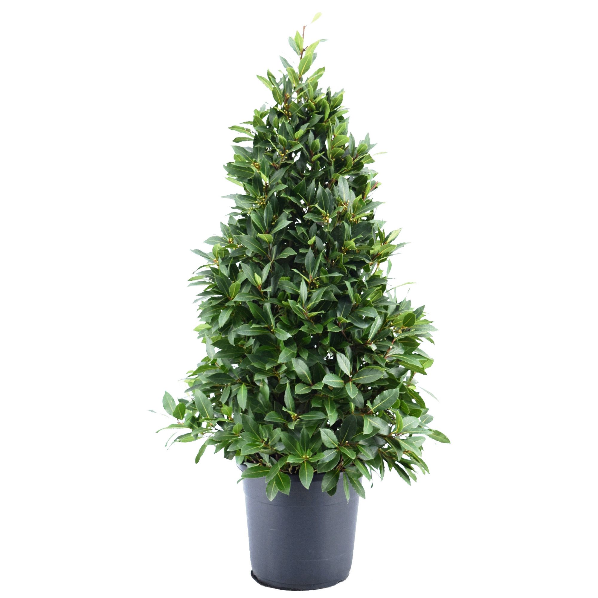 Laurus nobilis Piramide, D 30