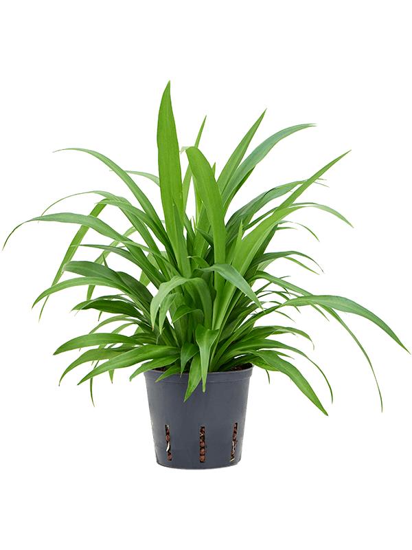 Chlorophytum comosum 'Lemon', D 13