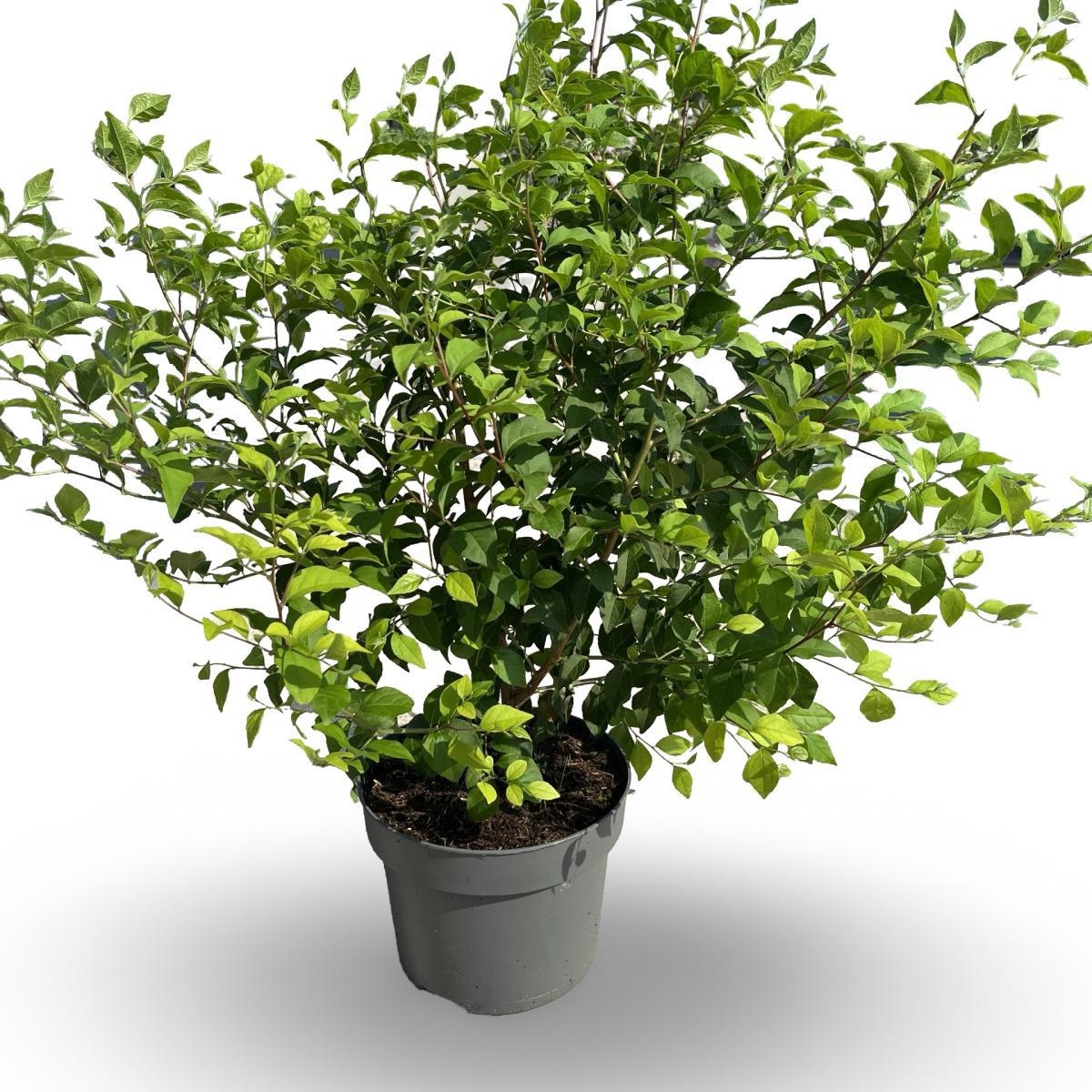 Styrax japonicus, D 21 cm