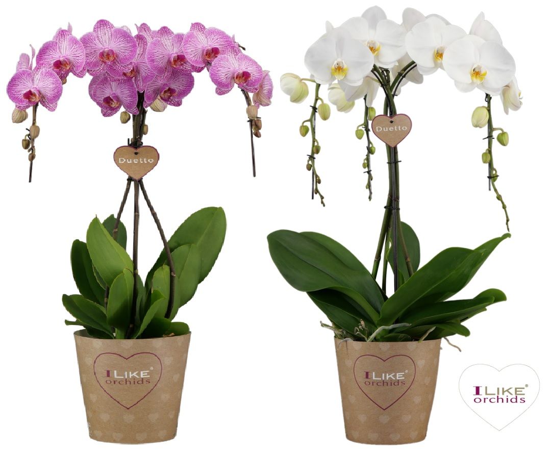 Duetto Ornamento mix - 5 tak, D 17