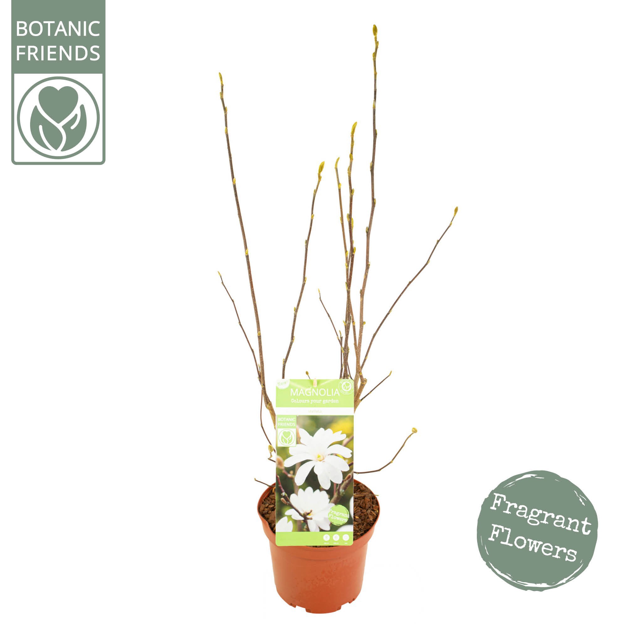 Magnolia stellata, D 21