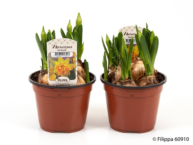 NARCISSUS INCOMPARABILIS 'Tete Boucle', D 11