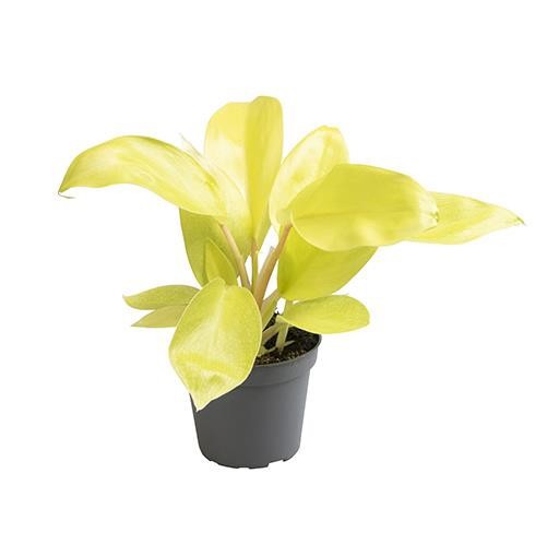 PHILODENDRON PEDATUM 'Lemon Lime', D 6 cm