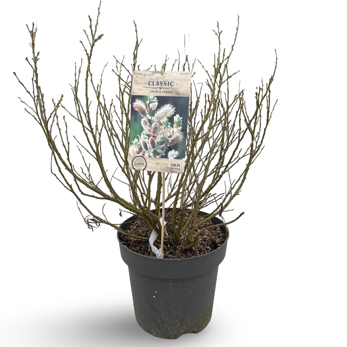 Salix helvetica, D 31 cm