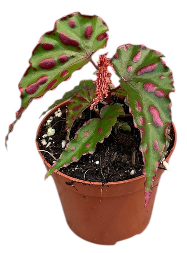 Begonia Pink Dottie, D 8
