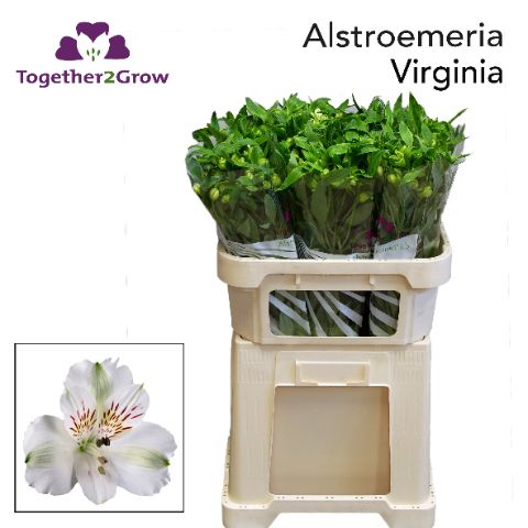 Альстромерия Вирджиния (бел.), шт.