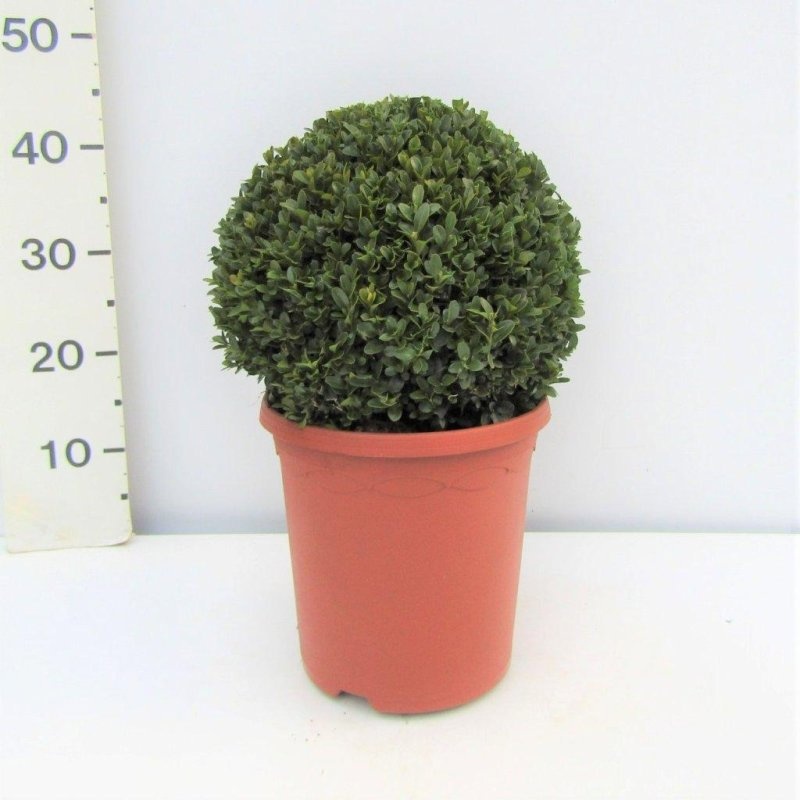 Buxus sempervirens, bol, D 26