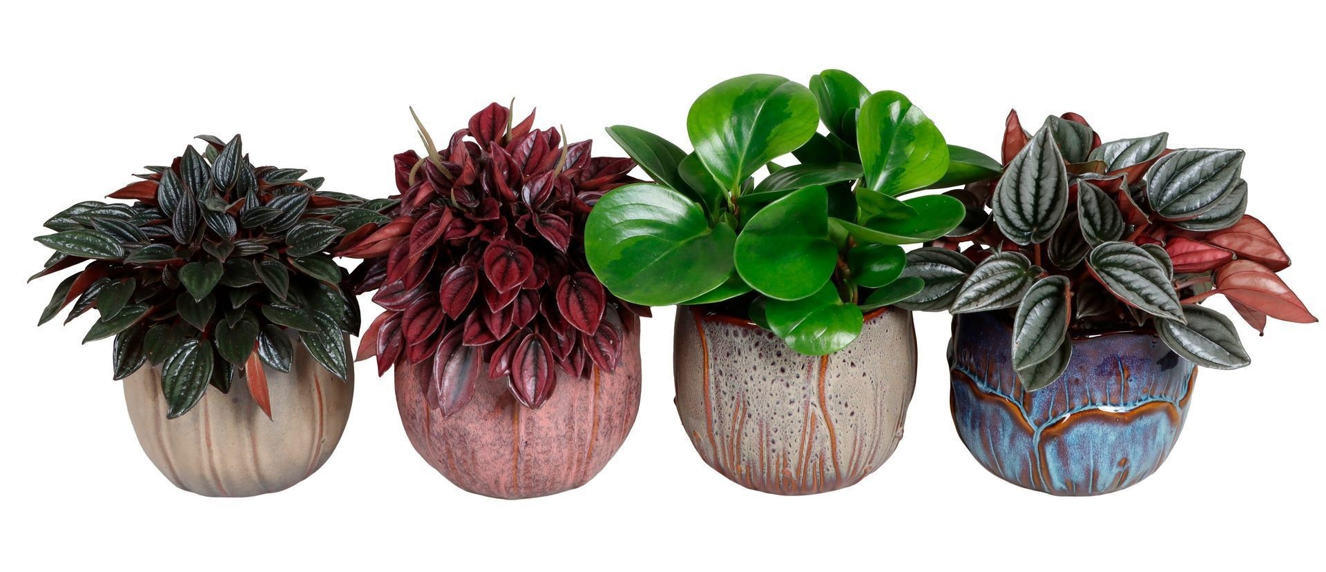 L 67216 With Peperomia Mix 12 cm, D 12