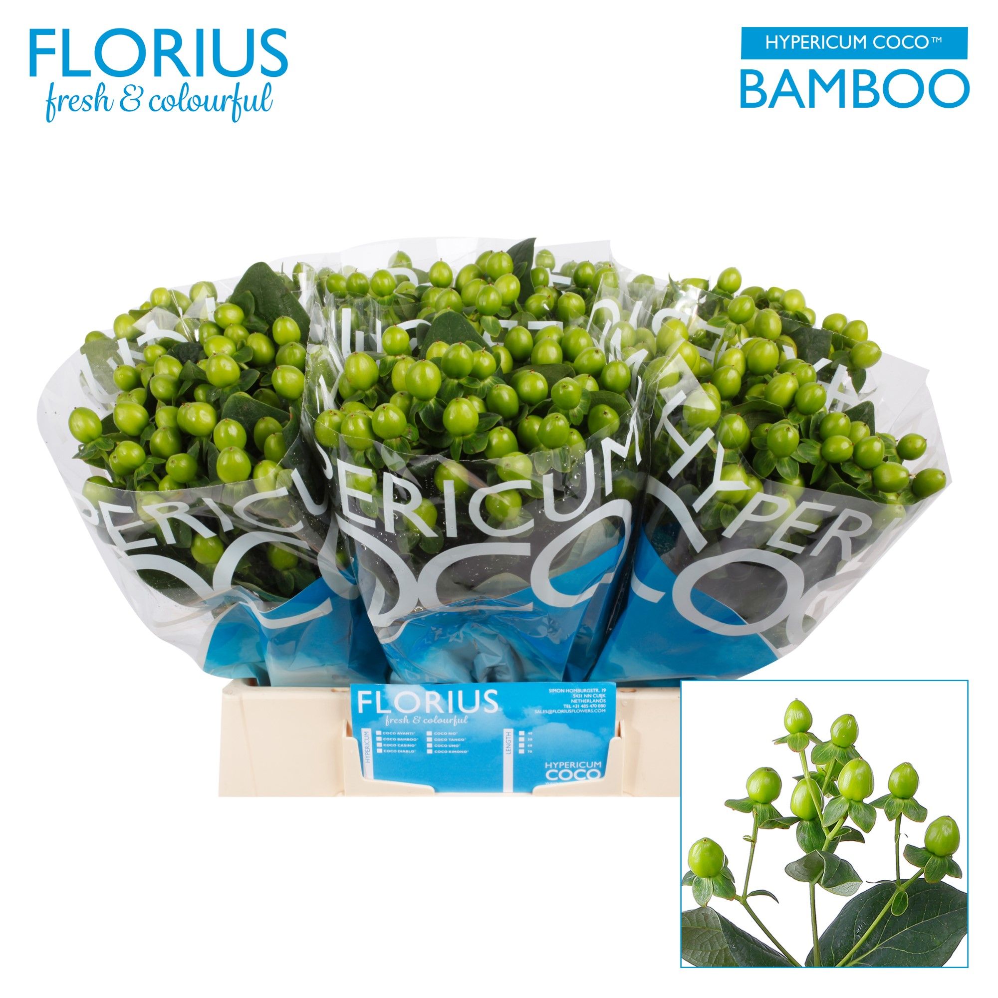 Гипперикум Коко Бамбу 40, шт.