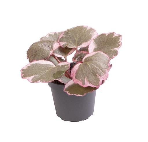 SAXIFRAGA STOLONIFERA, D 6