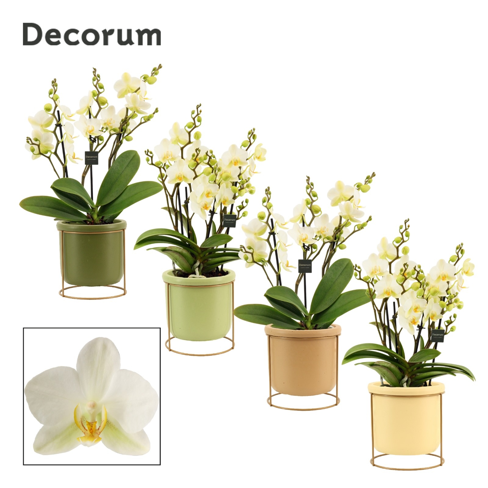 Phalaenopsis dazzling Lausanne 3-4 tak in Lynn (Silent moods-col, D 12 cm