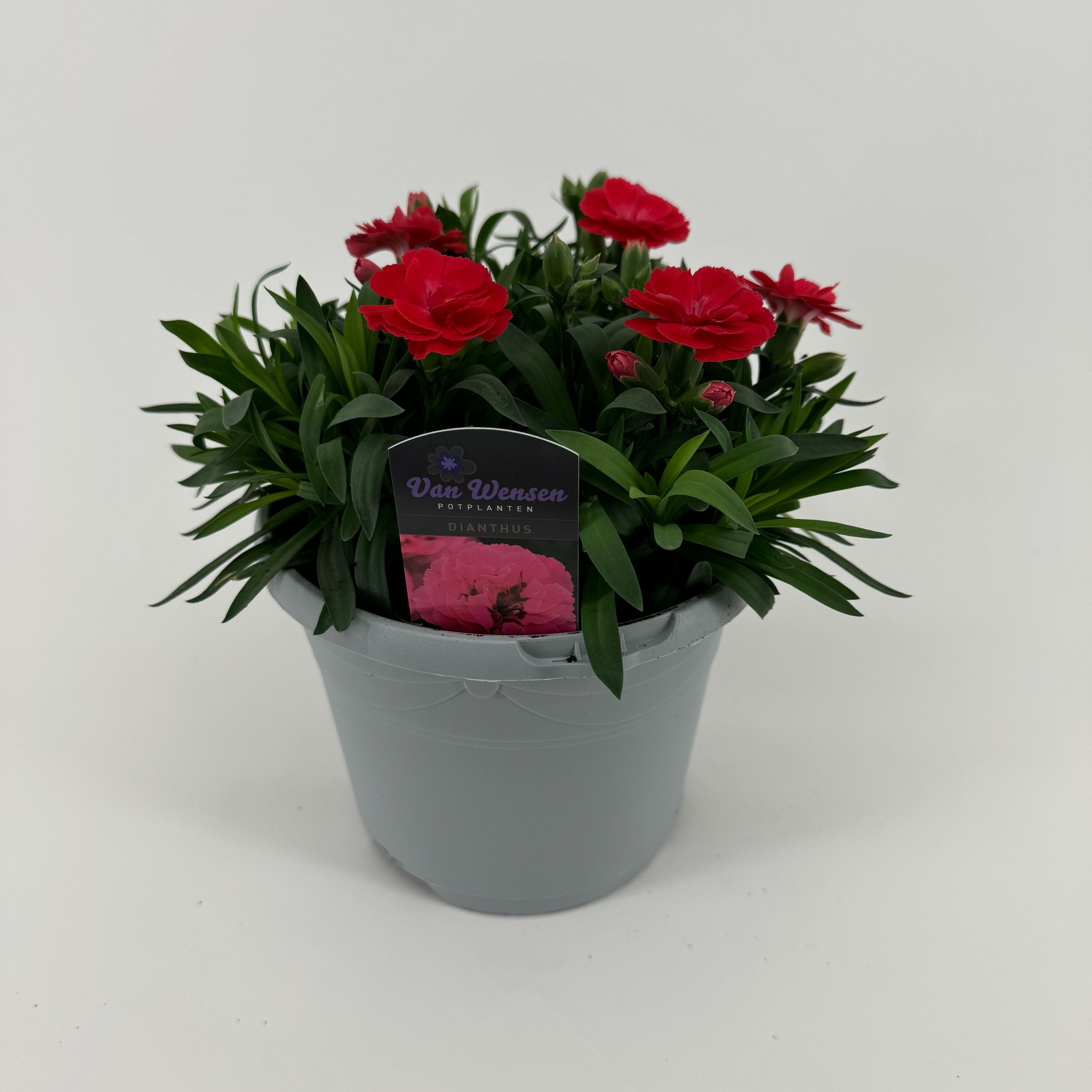 Dianthus 'Oscar' Salmon, D 17
