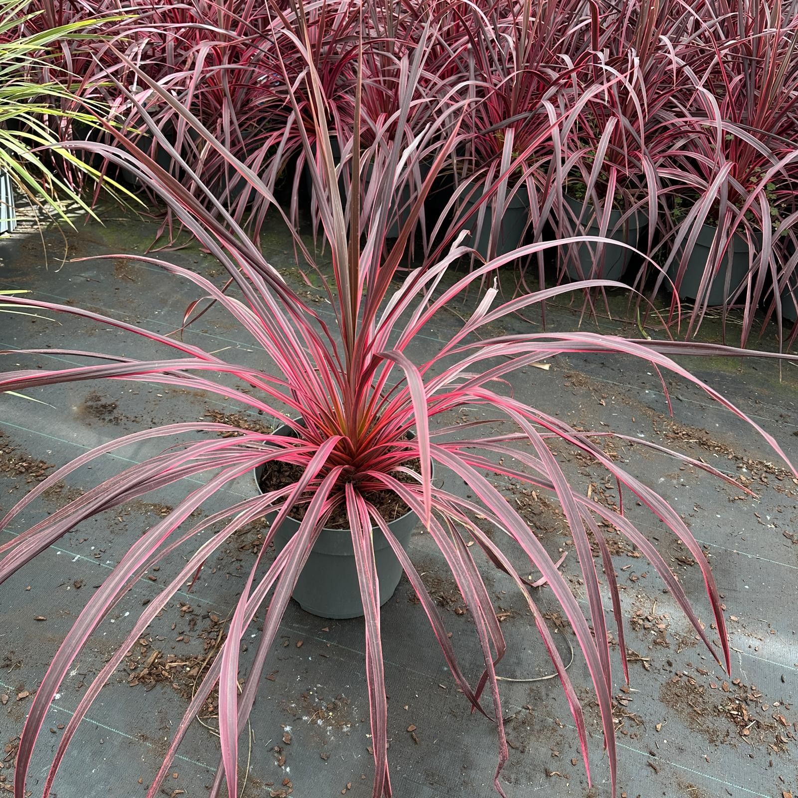 Cordyline banksii 'Salsa' PBR, D 32 cm
