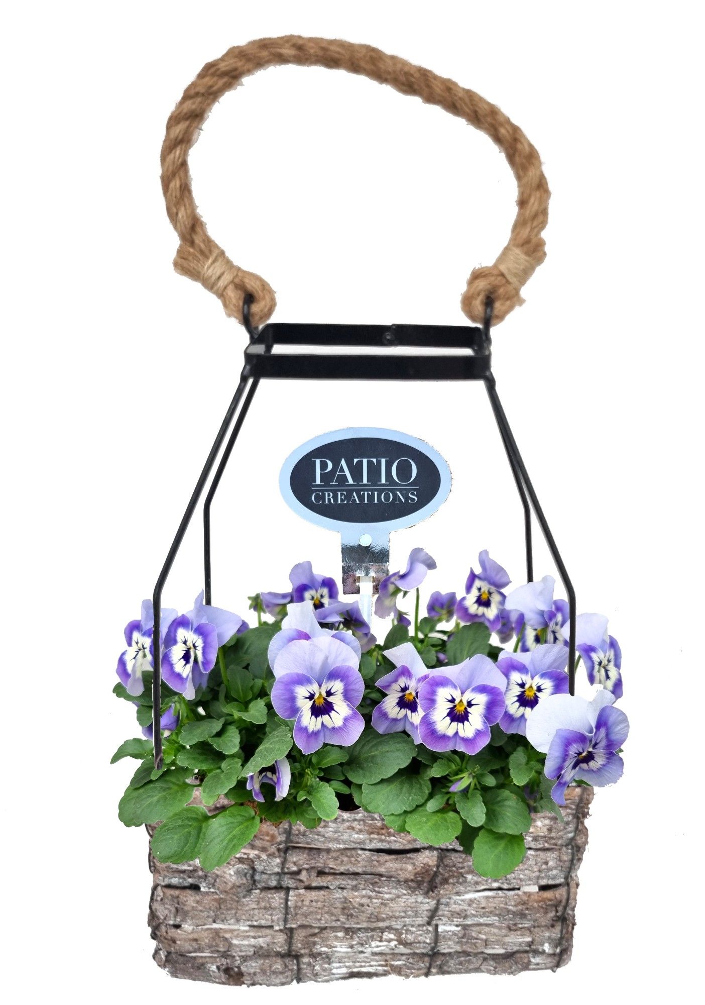 V789-9001 Viola Mara, D 20