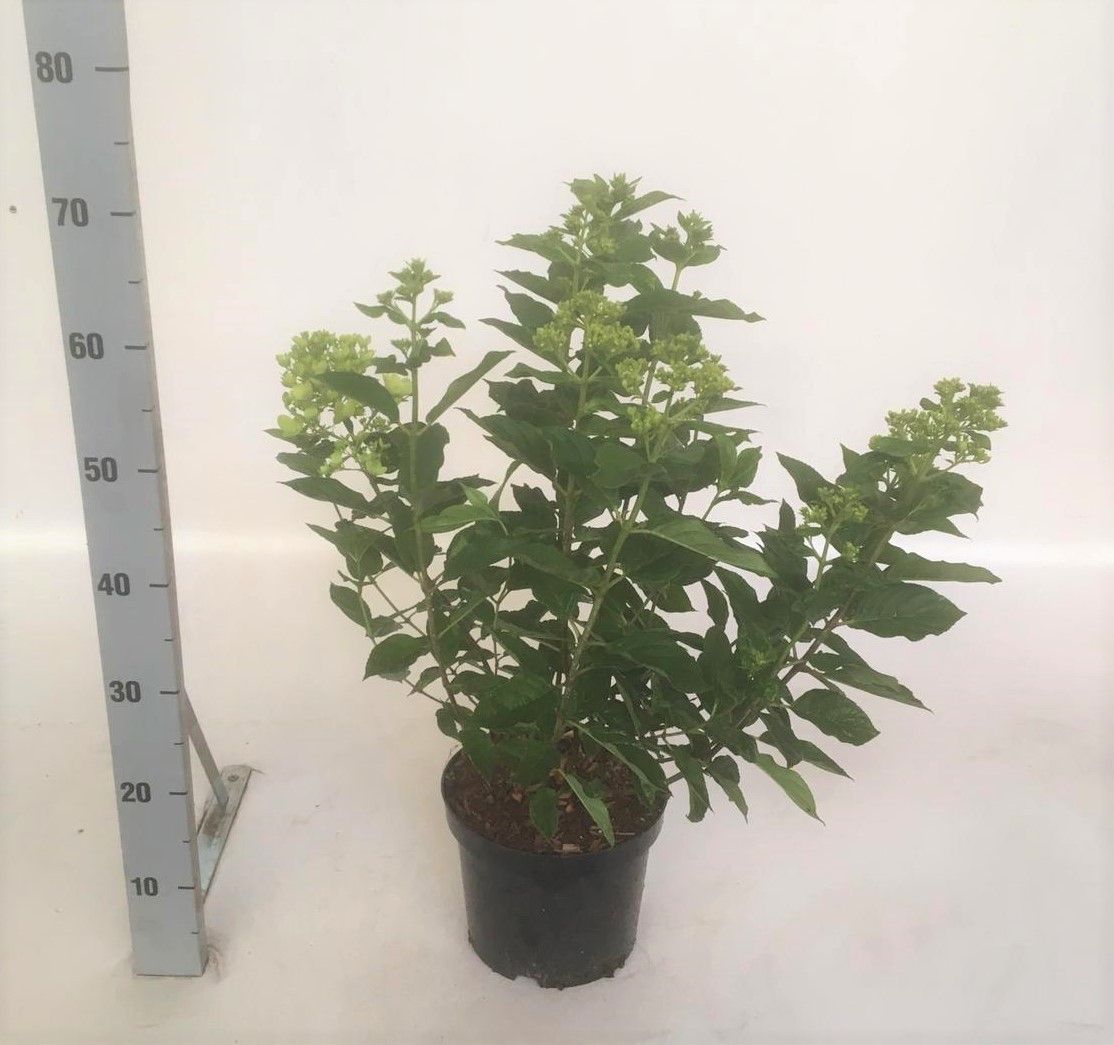 Hydrangea paniculata 'Little Lime', D 21