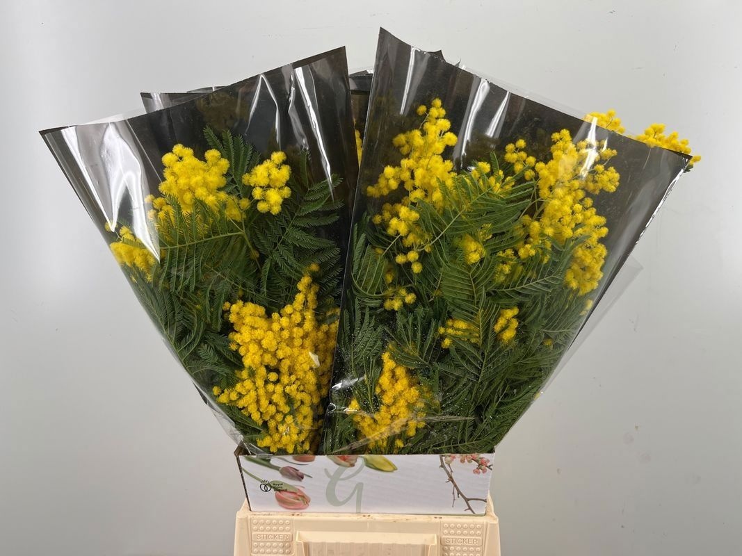 Мимоза Балеана за пучок 60, пуч.