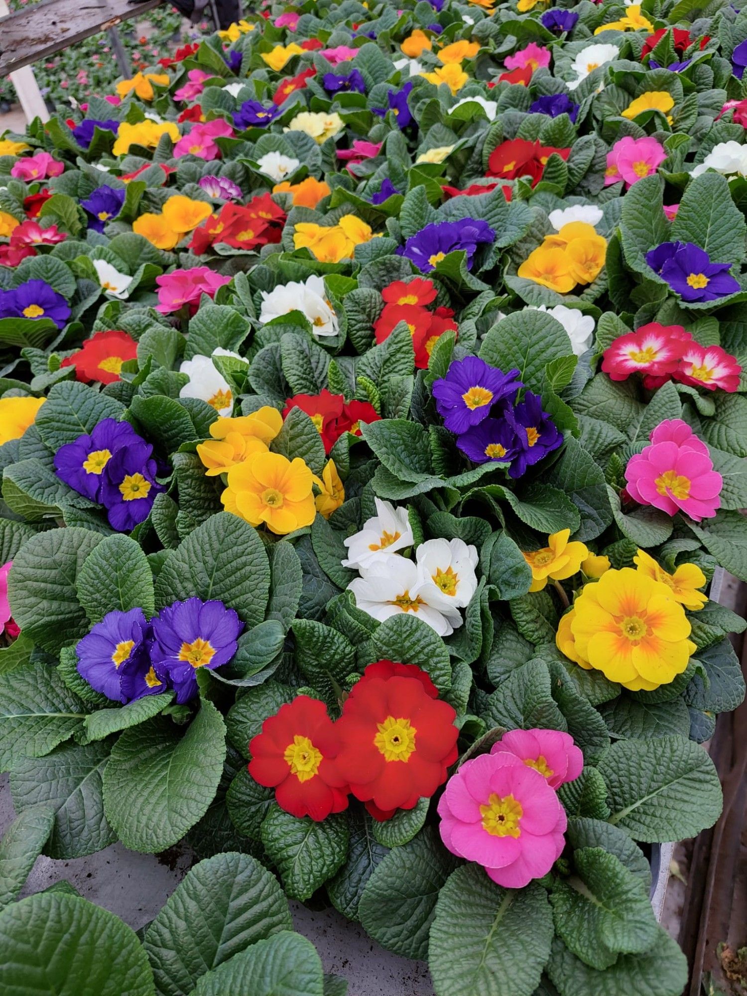 primula acaulis mix p10.5, D 10