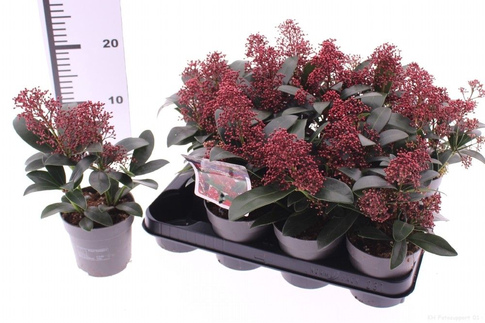 Skimmia jap. 'Rubella', D 10,5