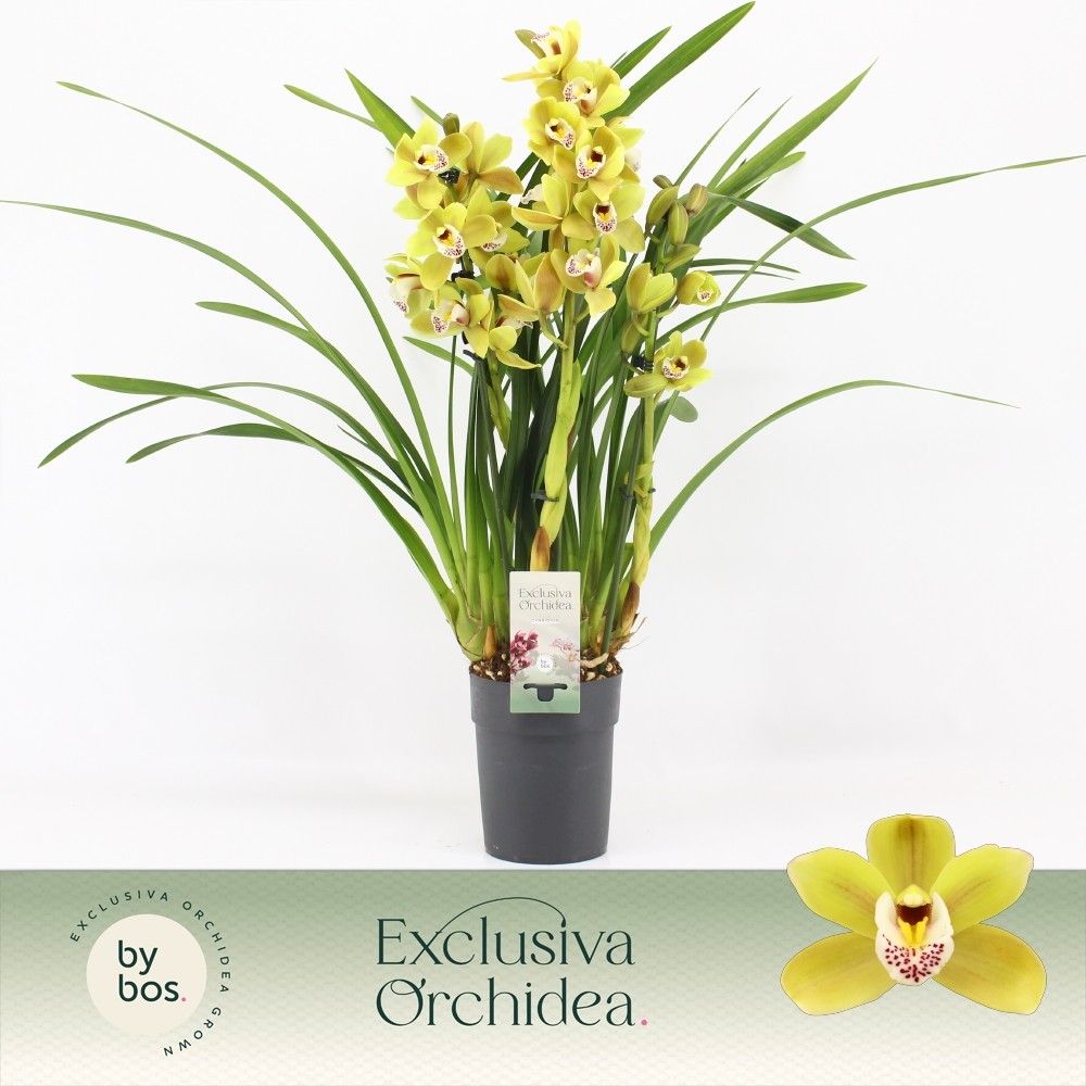 Cymbidium, Anna 3-spike P14 'Exclusiva Orchidea', D 14
