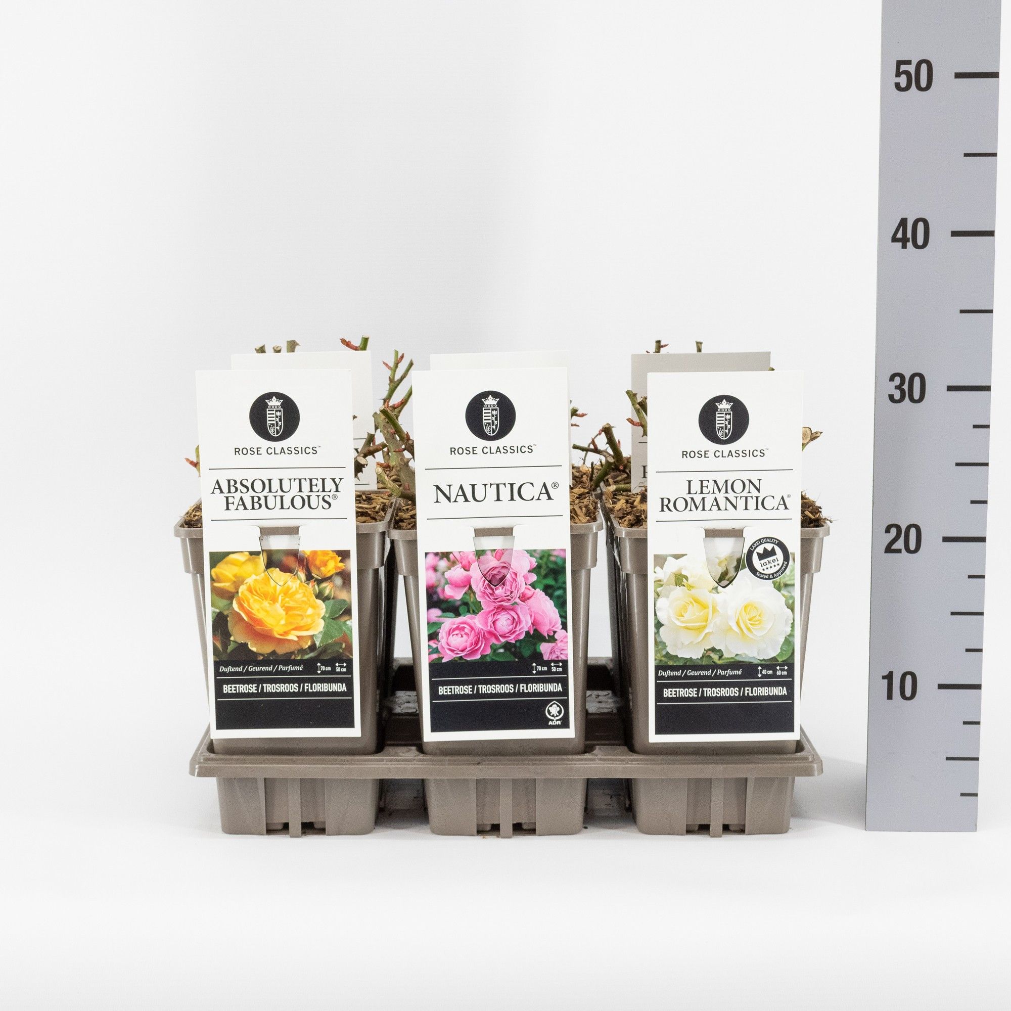 Rose Classics trosroos (F/H) mix, C3, D 17 cm