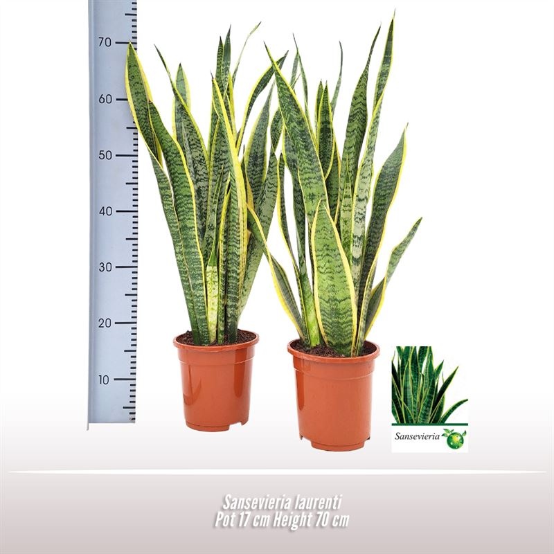 Sansevieria Laurentii, D 17