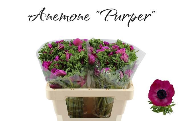 Анемон Галил Перпл 50 (фиолет.), шт.