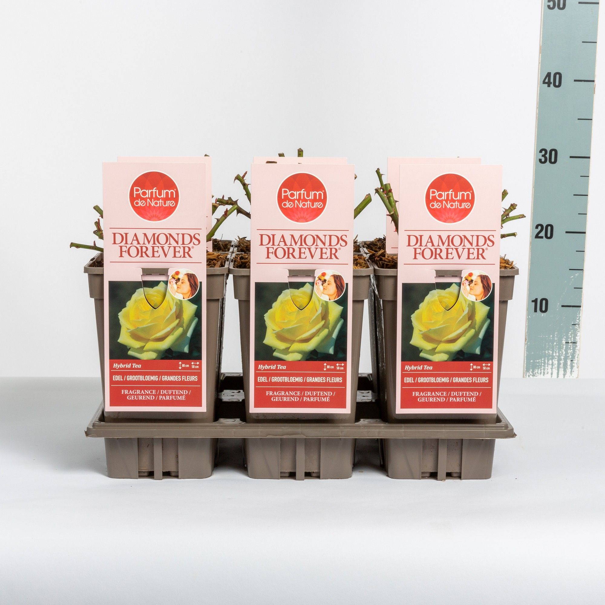 Rosa Diamonds Forever ® 'Parfum de Nature', C3, D 17 cm