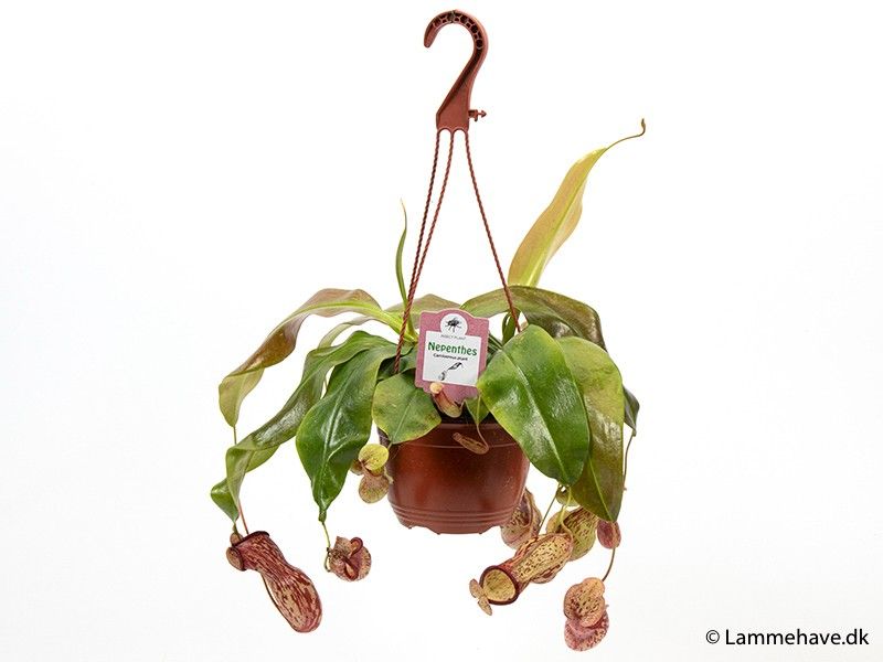 NEPENTHES-HYBRIDER 175 'Gaya', D 15