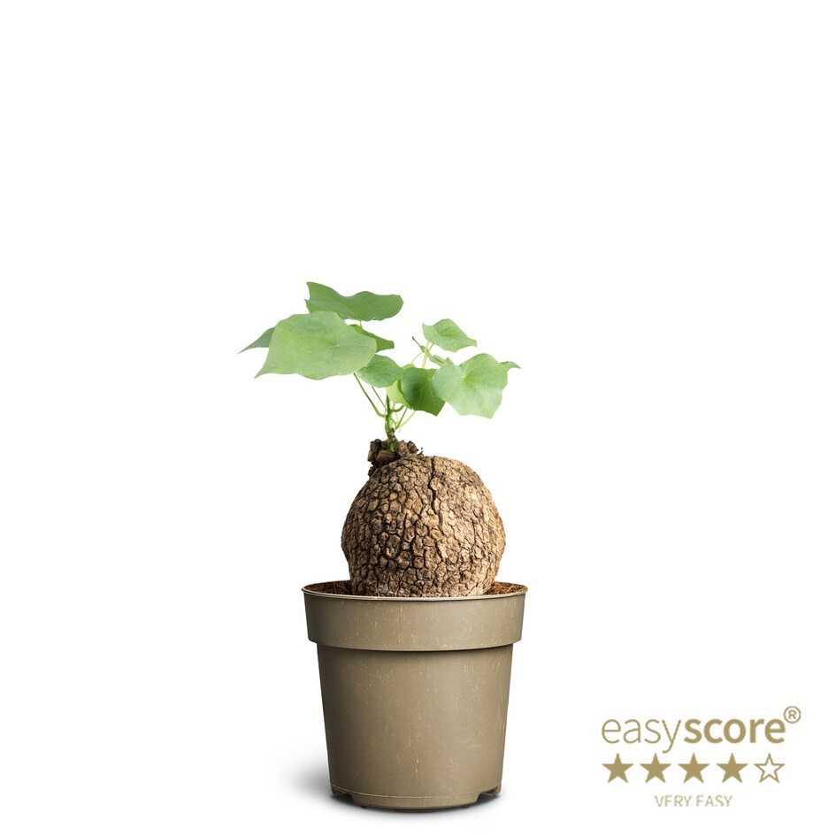 STEPHANIA SUBEROSA, D 14 cm